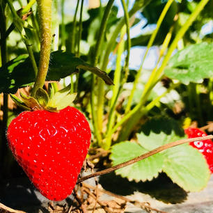 strawberry.jpeg