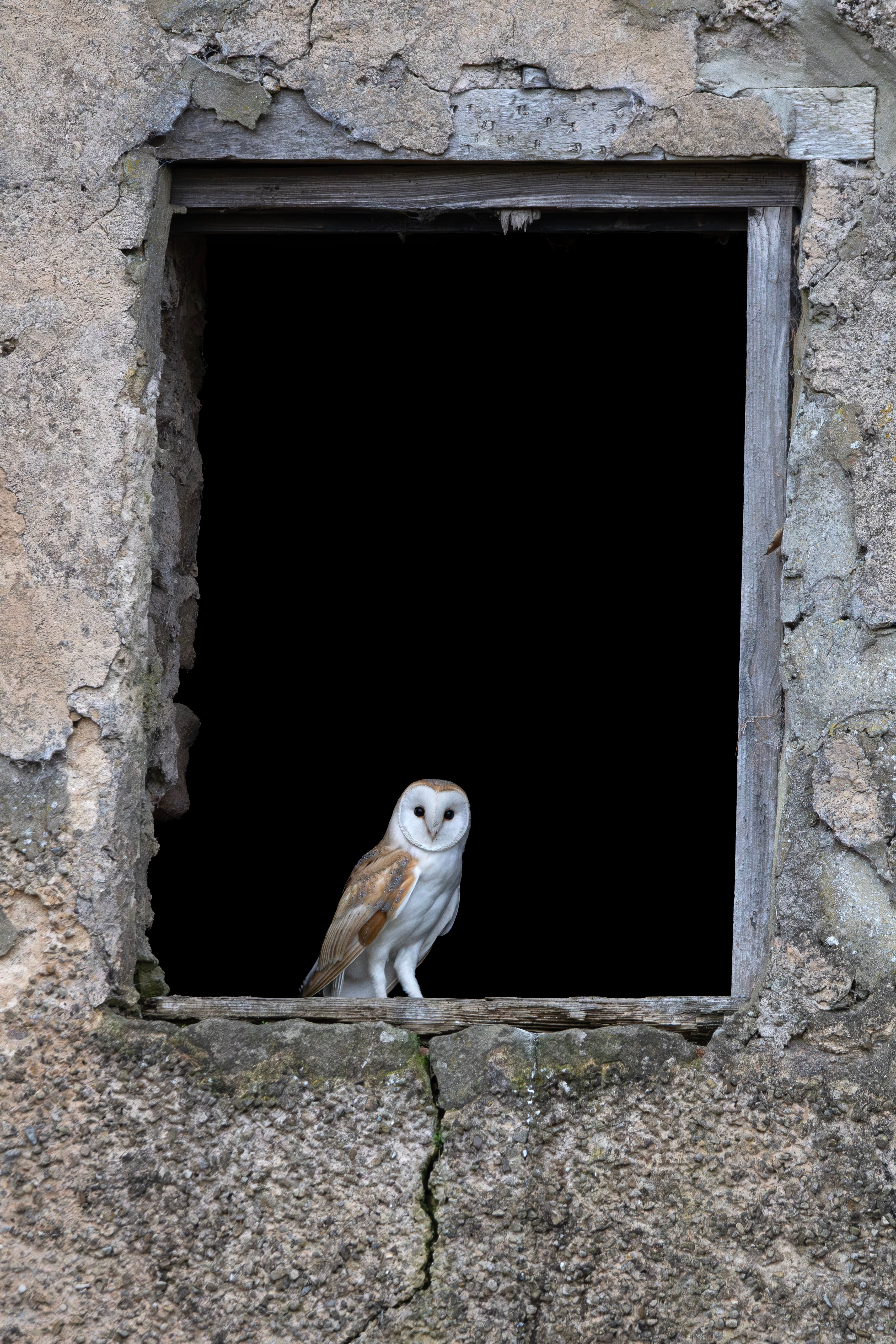 Barn Owl 3