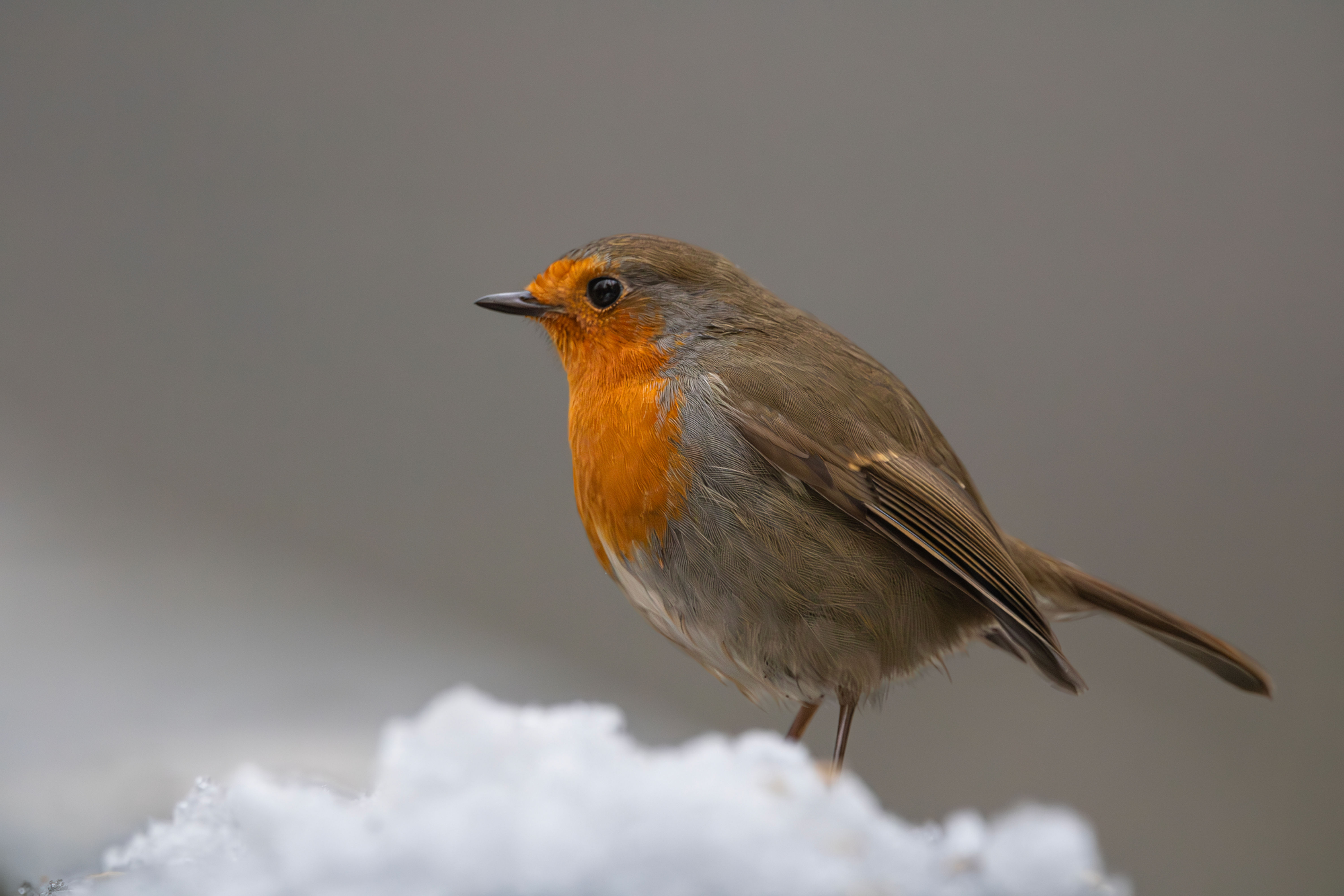 Robin (Snow)