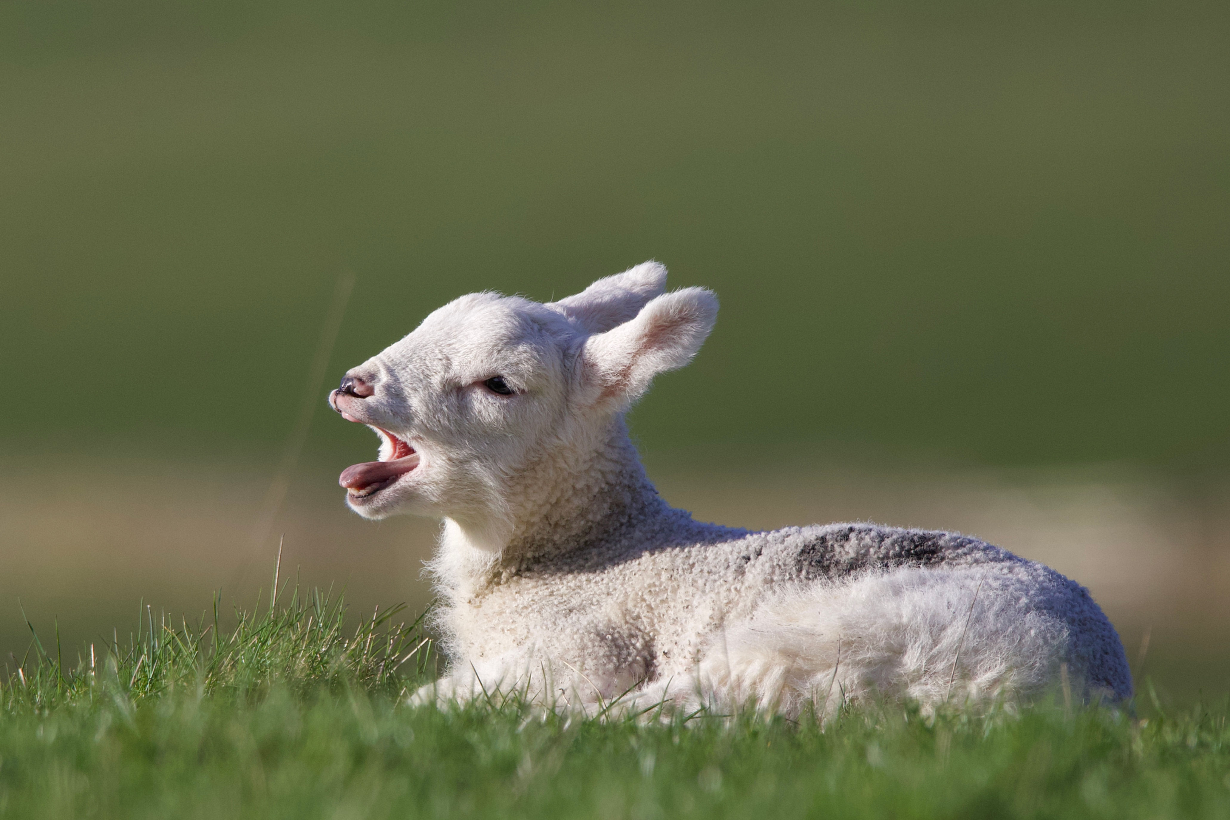 Yawning Lamb