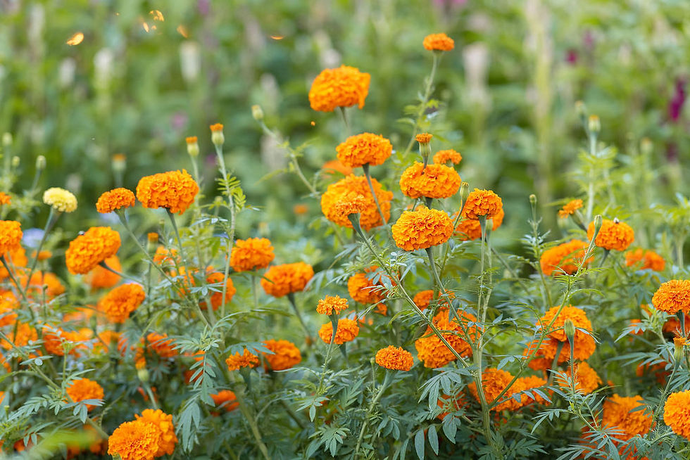 Marigolds.JPG