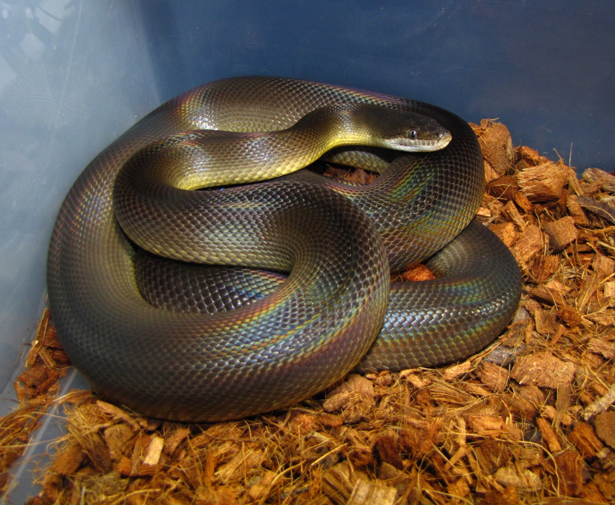 🐍 ����� �������� 🐍 b42e32_be0c0aa4413444c783de1c5dc1a000d8~mv2.jpg