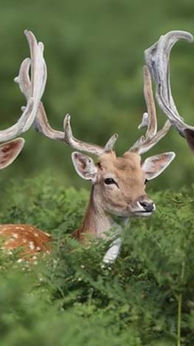 roe deer.jpeg