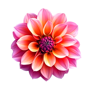 Dahlia_edited_edited.png