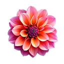 Dahlia_edited.png