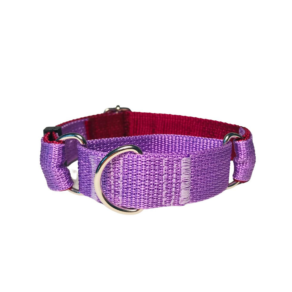 Küçük resim: lila ve bordo renkli martingale model köpek eğitim tasması