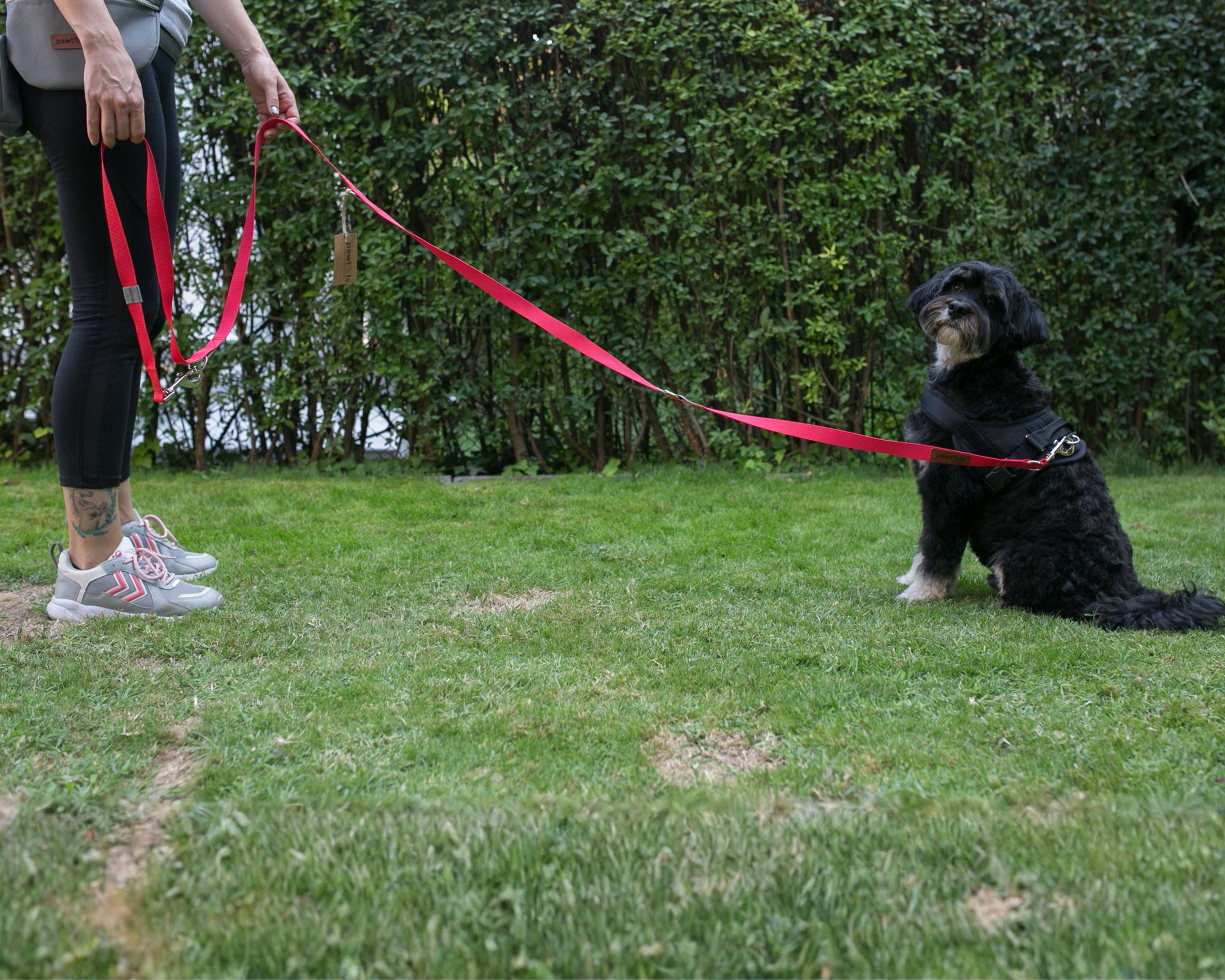 Çok Amaçlı Hands-free Gezdirme ve Eğitim Kayışı