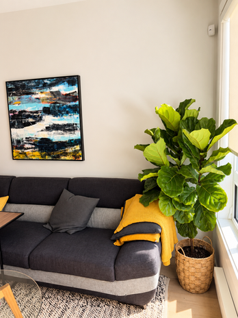 Large Fiddle Leaf Fig tree in a woven basket beside a bright window and charcoal sofa with mustard yellow cushions in a modern living room