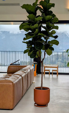 Professionally installed fiddle leaf fig in a bright Vancouver home, available for plant care and installation services