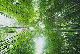 AdobeStock_285963593.jpeg