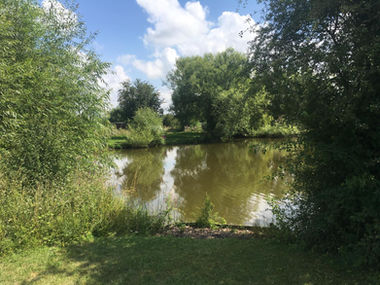 Large lake surrounded by trees