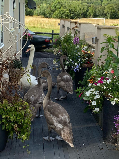 Swans and geese walking outside hotel