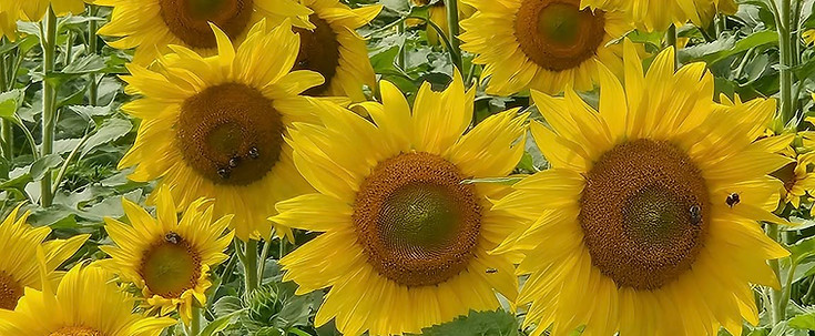Sunflowers.jpg
