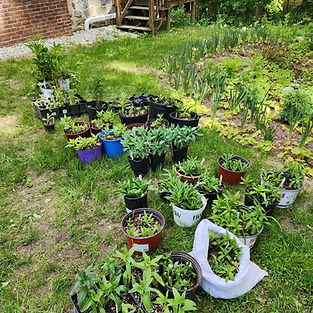 Outdoor Plant Sale 2026.jpg