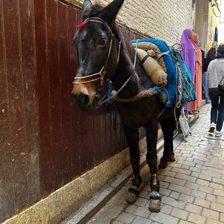 moyen de locomotion dans la locomotion