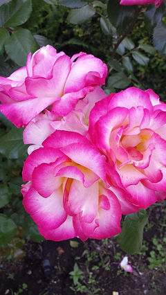 20180507_172026.jpg