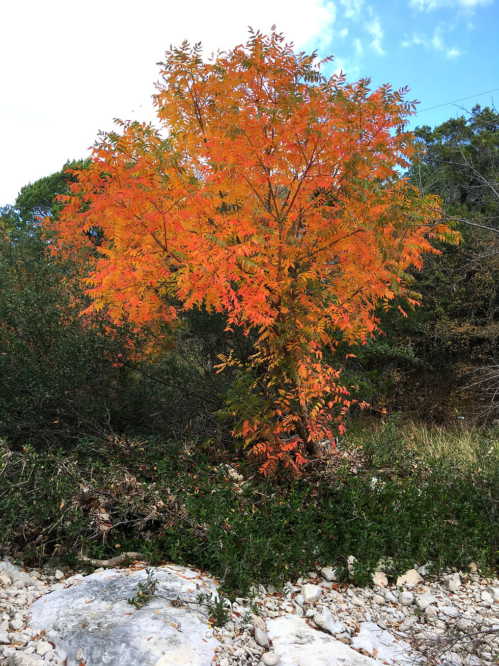 Invasive Chinese Pistache, Pistacia chinensis frequently seen along urban waterways