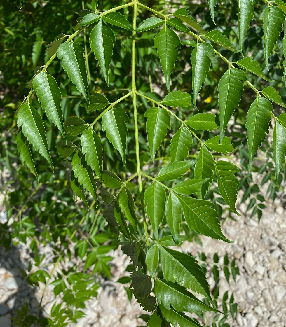 Chinaberry tree, Melia azedarach, often found in riparian zones is a noxious plant that is highly invasive. In the state of Texas, it is illegal to sell, distribute, or import.