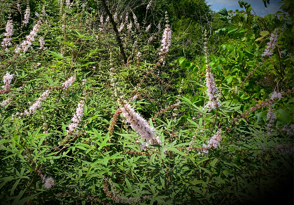 Chaste Tree, Vitex, Vitex agnus-castus This invasive is also deceptively referred to as "Texas Lilac" however, it is not native and will out-compete those that are. Often found in riparian areas as the seeds spread easily through storm run-off.