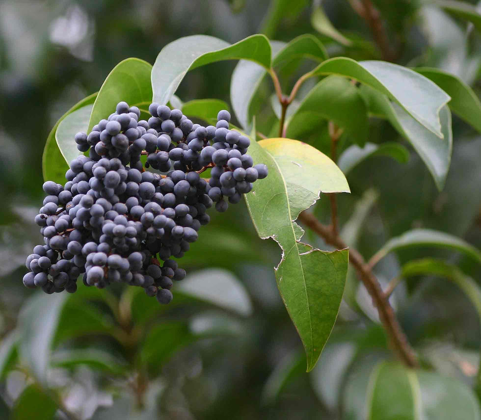 Ligustrum/Chinese Privet, Ligustrum lucidum This tree-like shrub will produce large thickets along riparian areas and outcompete native plants. It is incredibly prolific along our urban waterways in Austin.