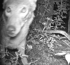 Coyote 5.21.22-5.40.41.JPG