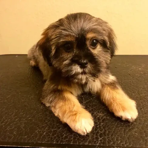 dog after grooming.webp