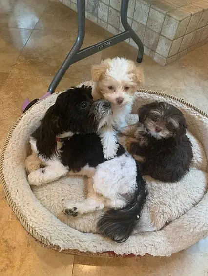Tiny Jewel Pups Havanese Puppies