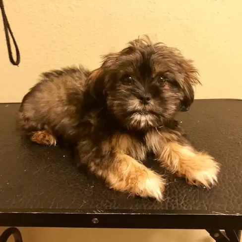 dog before grooming .webp