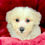 Thumbnail: Jasper - Male Poochon