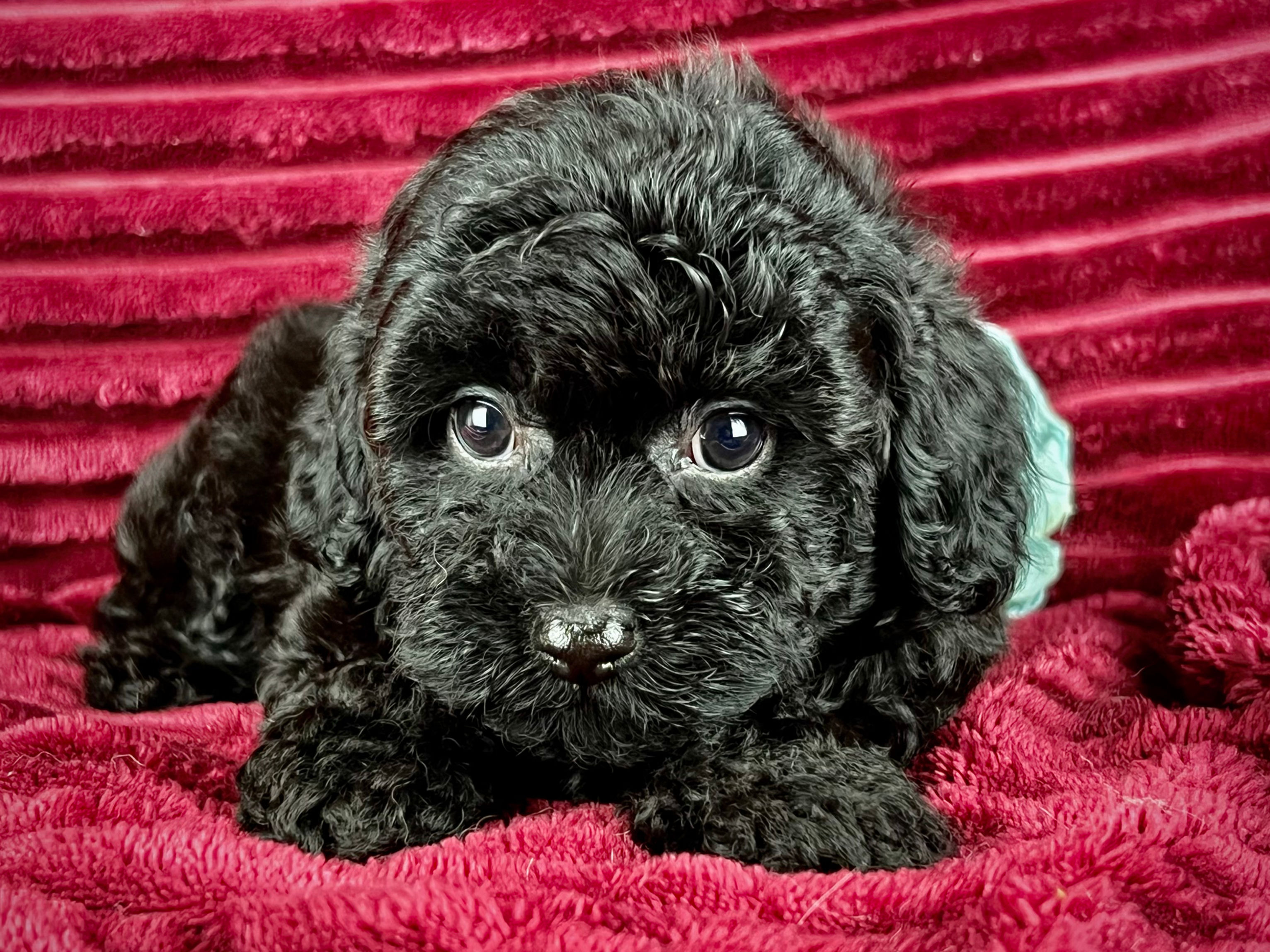 Pluto - Male Toy Poodle