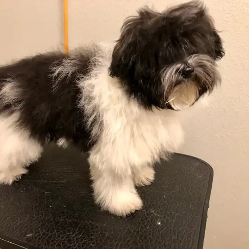 dog before grooming .webp