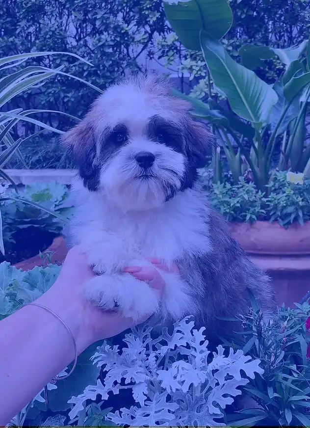 puppy-testimonials-1 (1).webp