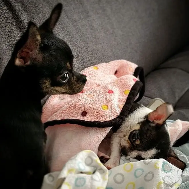 Tiny Jewel Pups Chihuahua Puppies