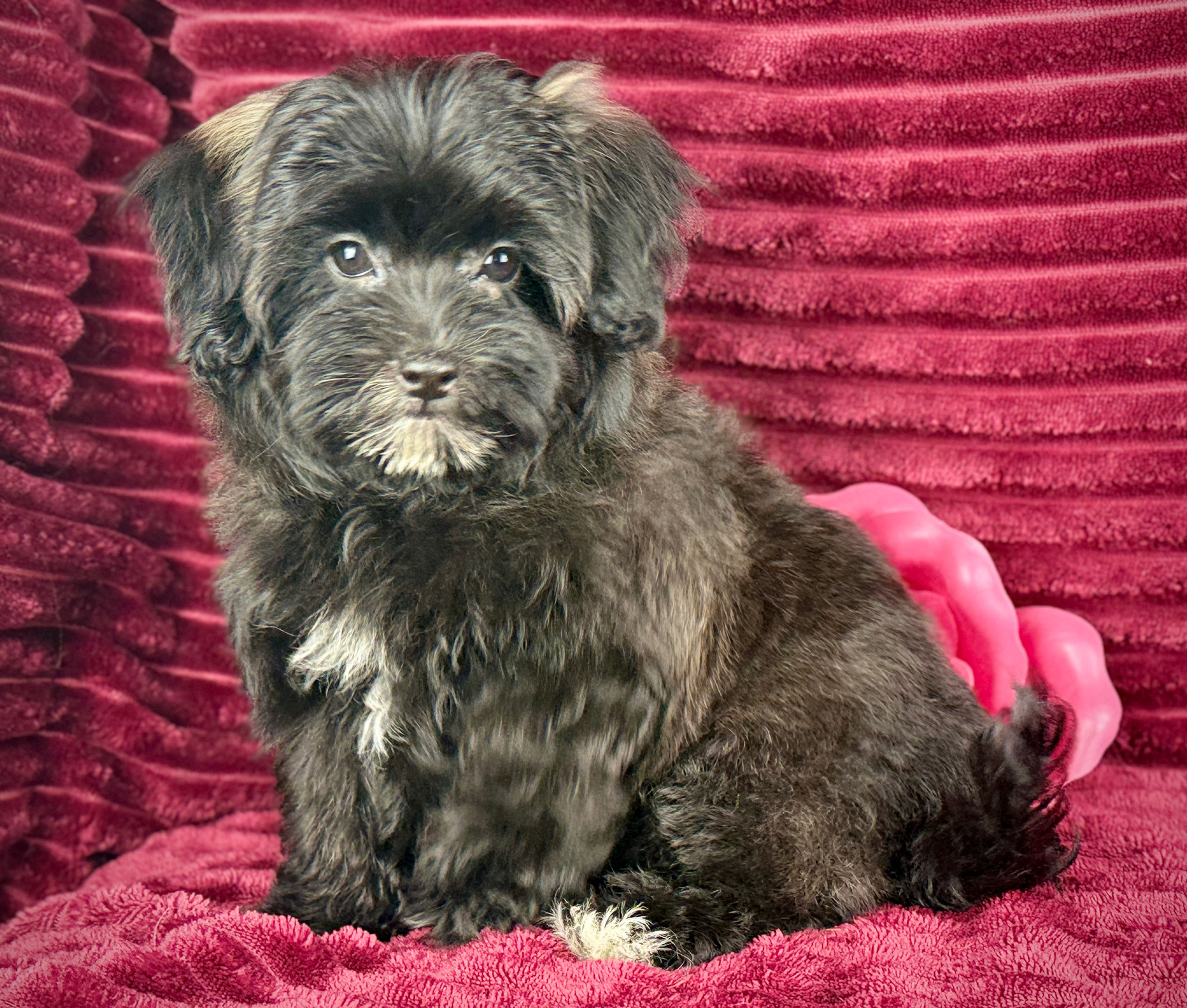 Magenta - Female Maltipoo