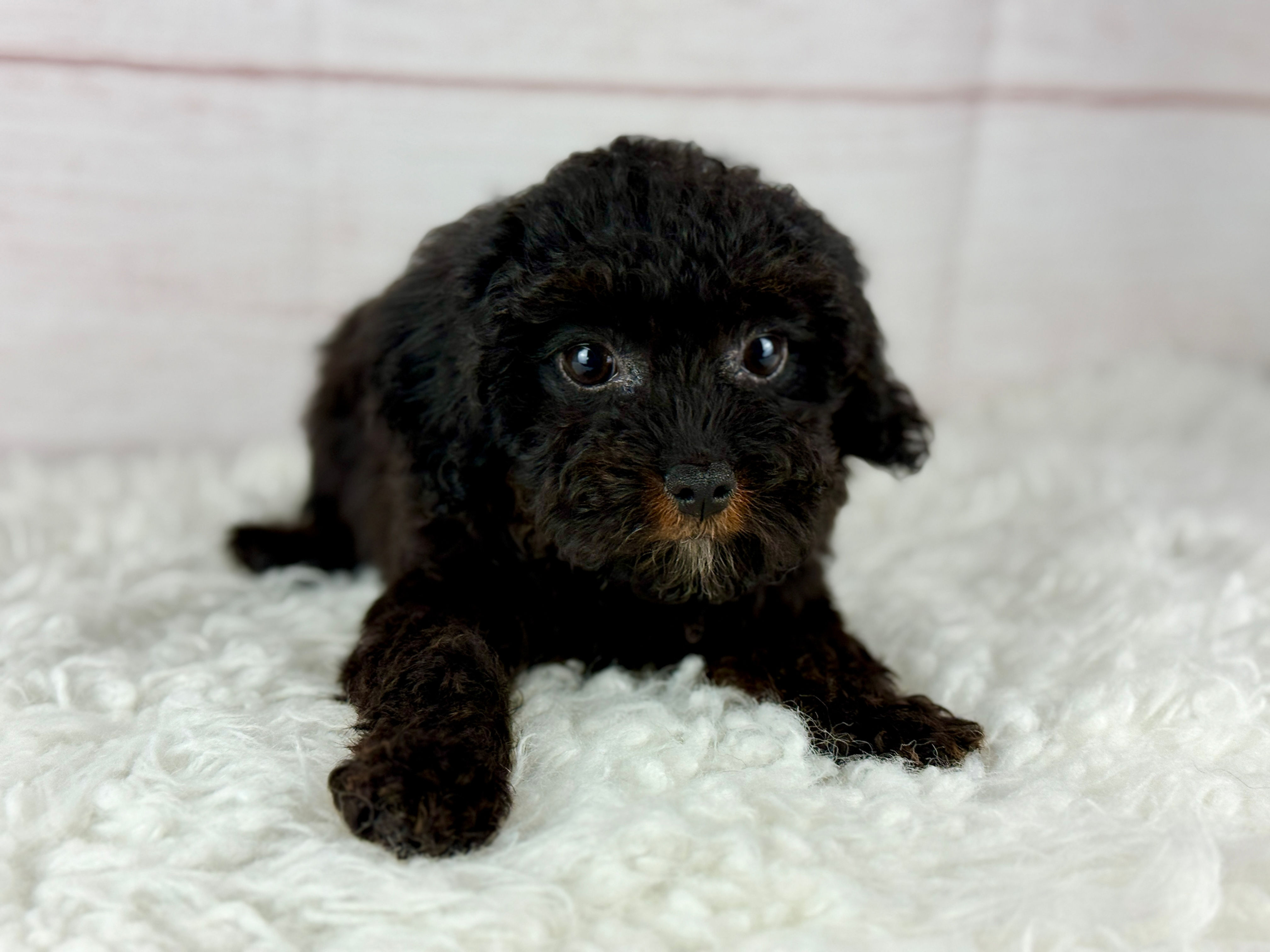 Love - Female F1bb Cavapoo