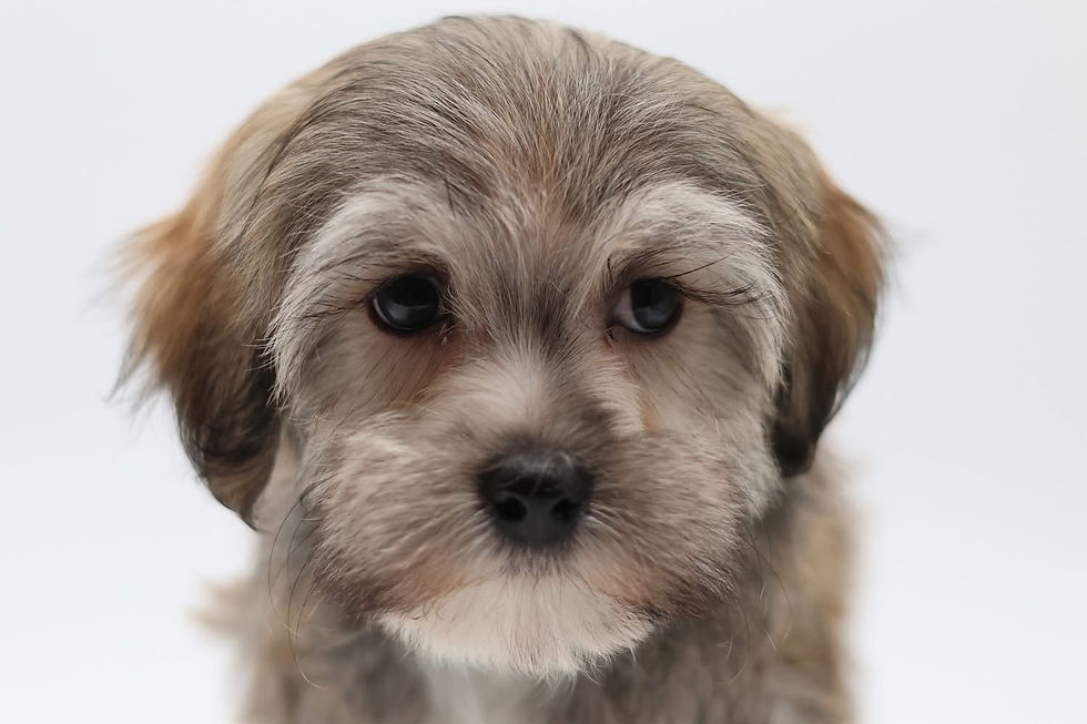 Thumbnail: Berkley - Male Havanese