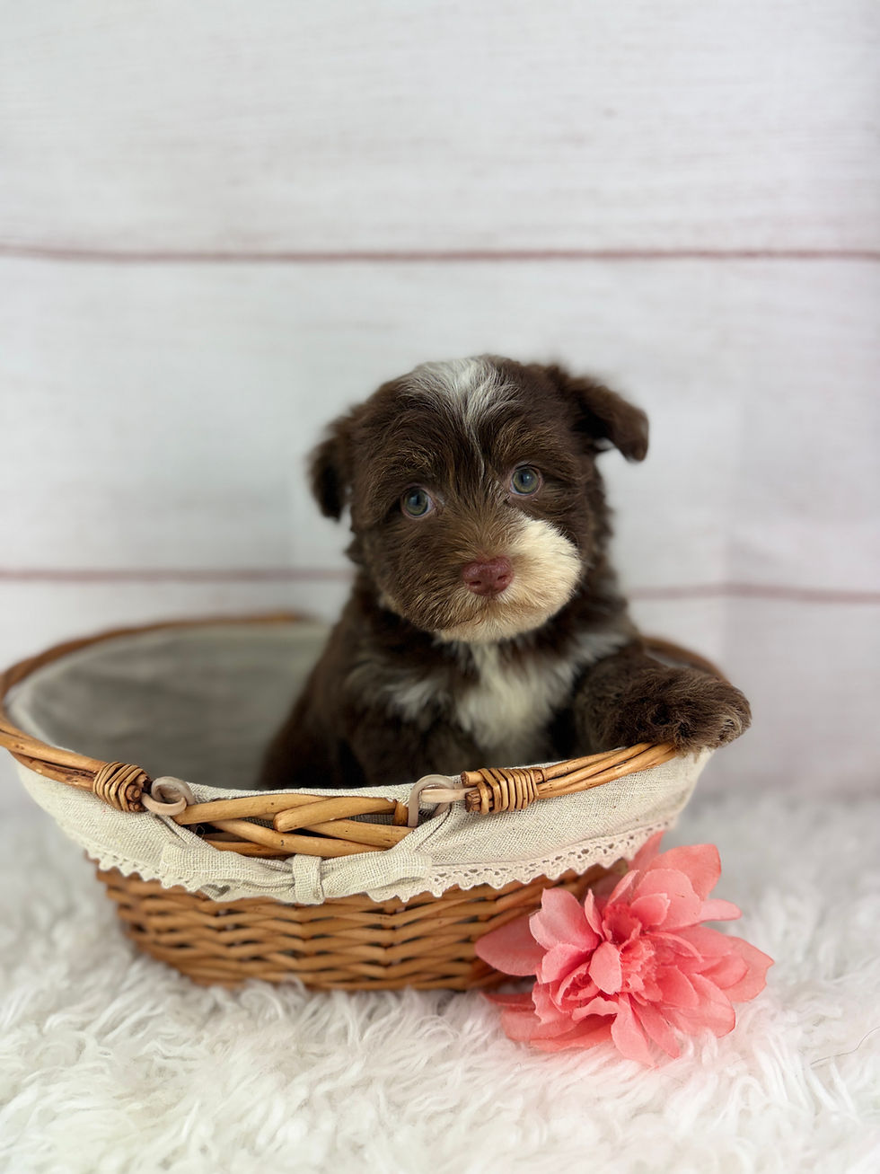 Thumbnail: Olive - Female Havanese