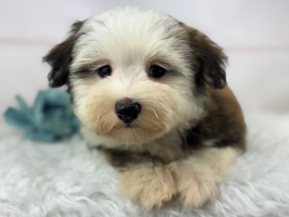 Thumbnail: Odie - Male Havanese