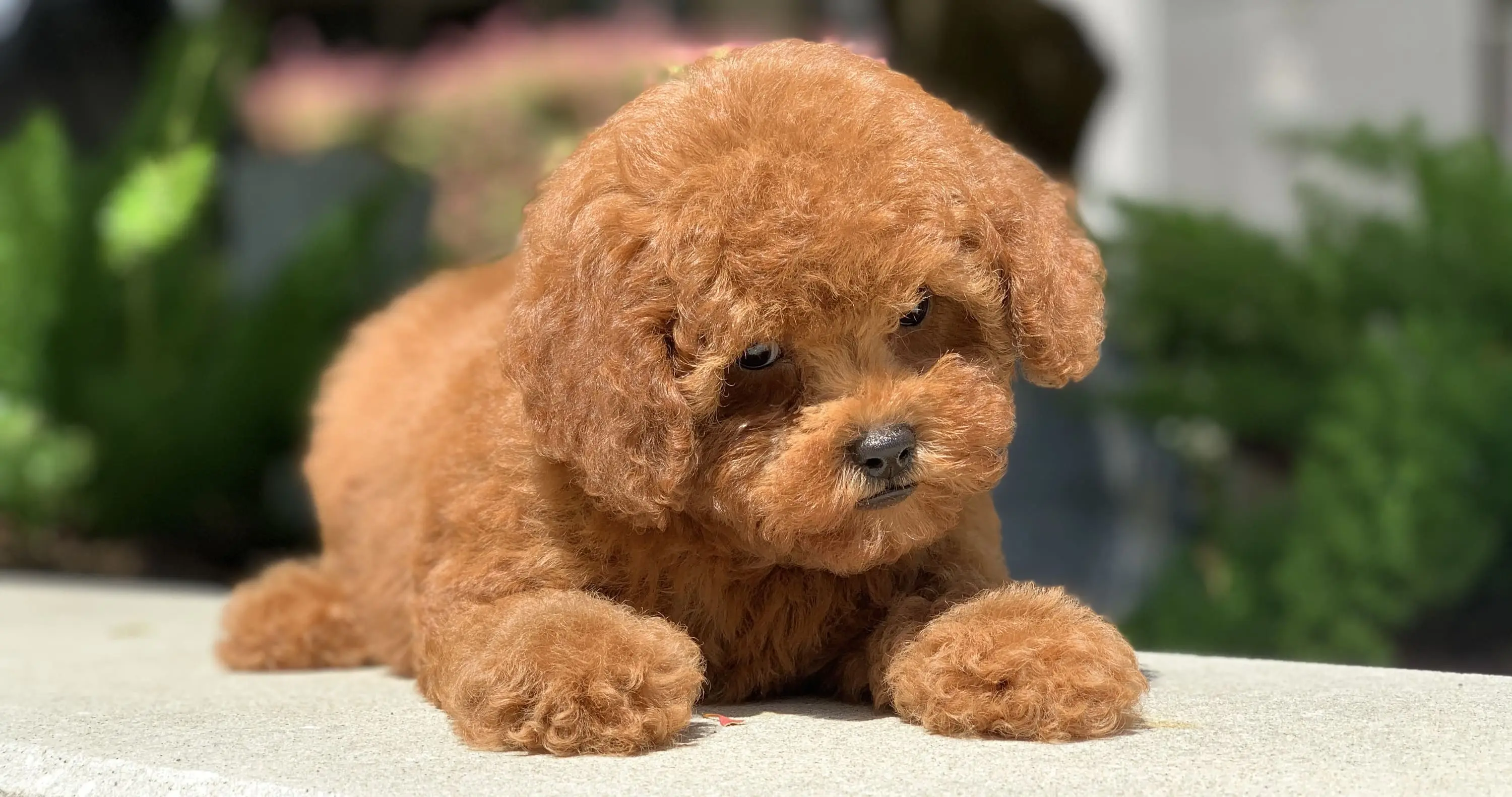 Fuzzy Puppy Toy Poodle