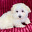 Thumbnail: Savanna - Female Maltipoo