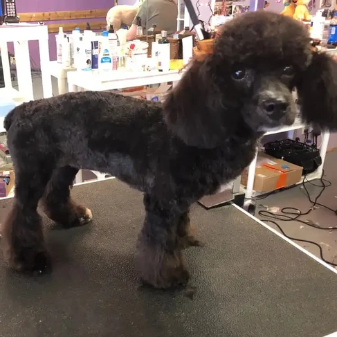 dog after grooming.webp