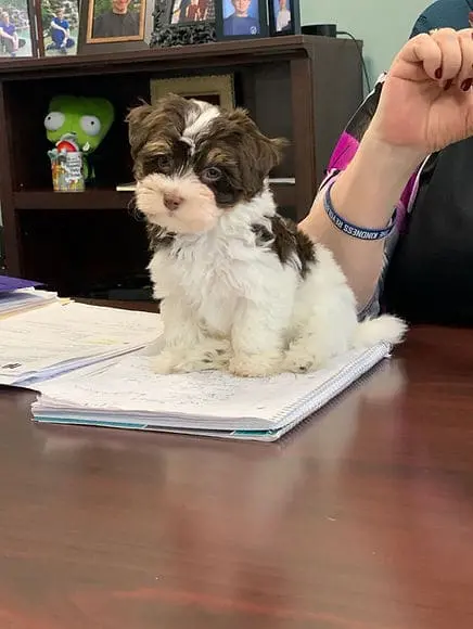 Tiny Jewel Pups Lulu the Havanese Puppy
