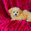 Thumbnail: Peggy Sue - Female Toy Poodle