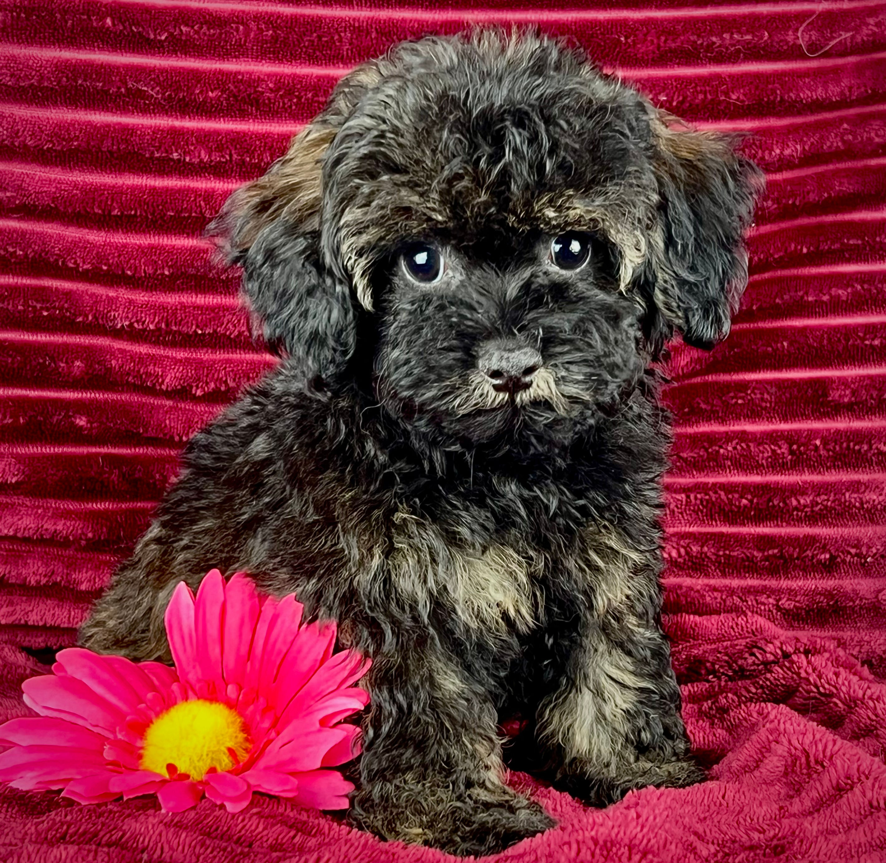 Zinnia - Female Maltipoo