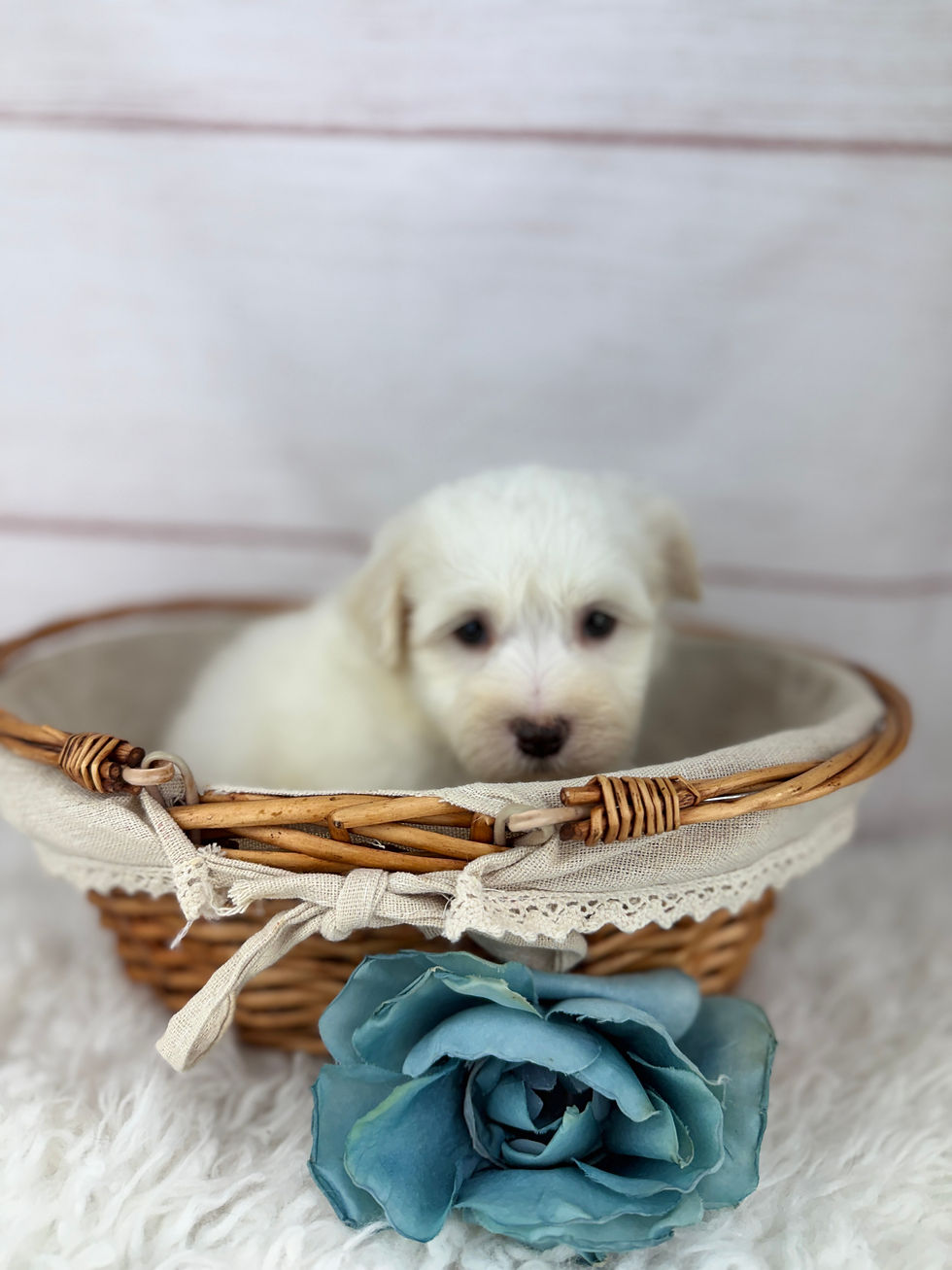 Thumbnail: Louie - Male Havanese 