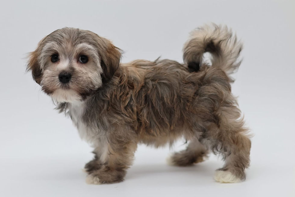 Thumbnail: Berkley - Male Havanese