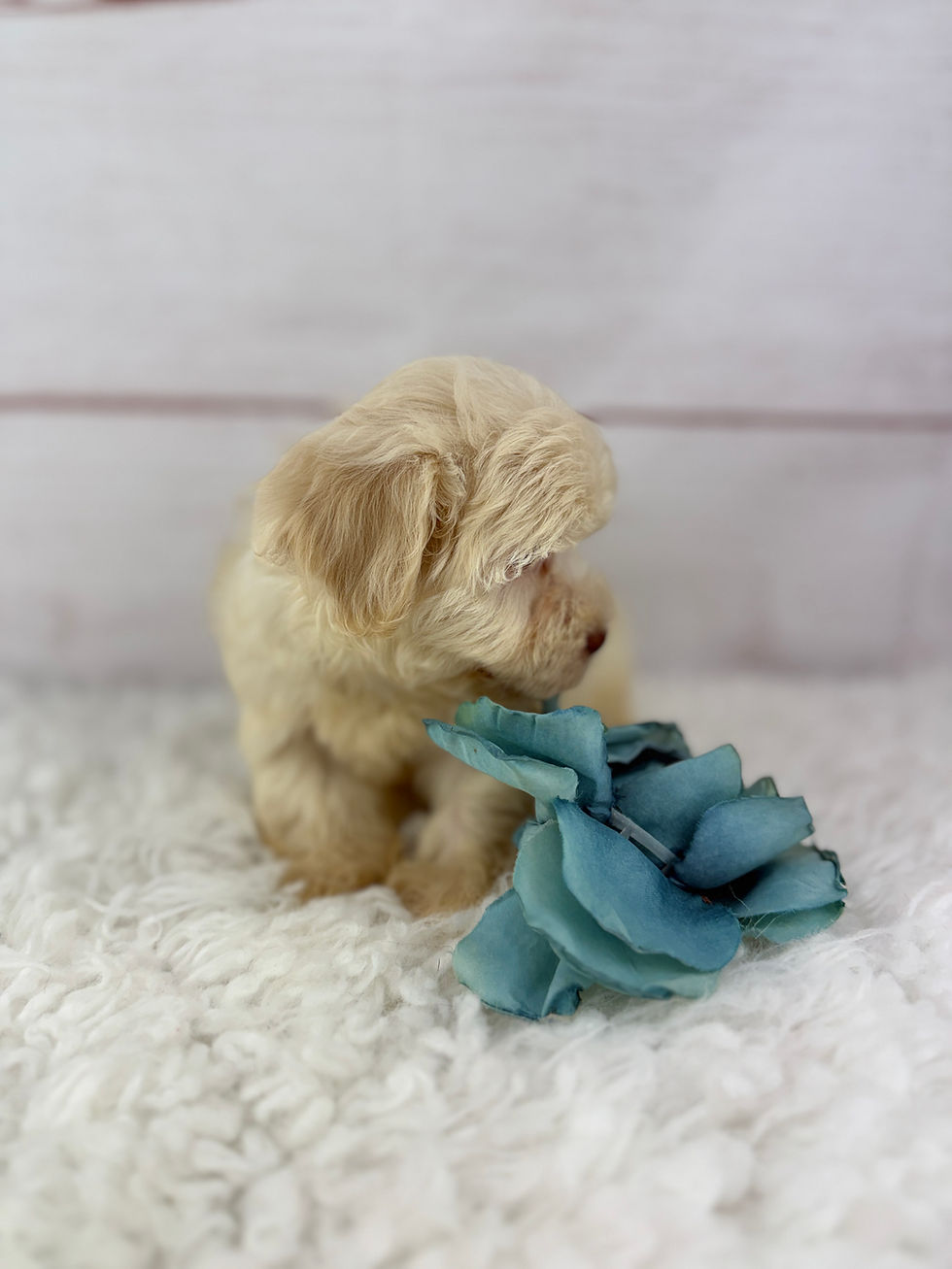 Thumbnail: Parker - Male Havanese