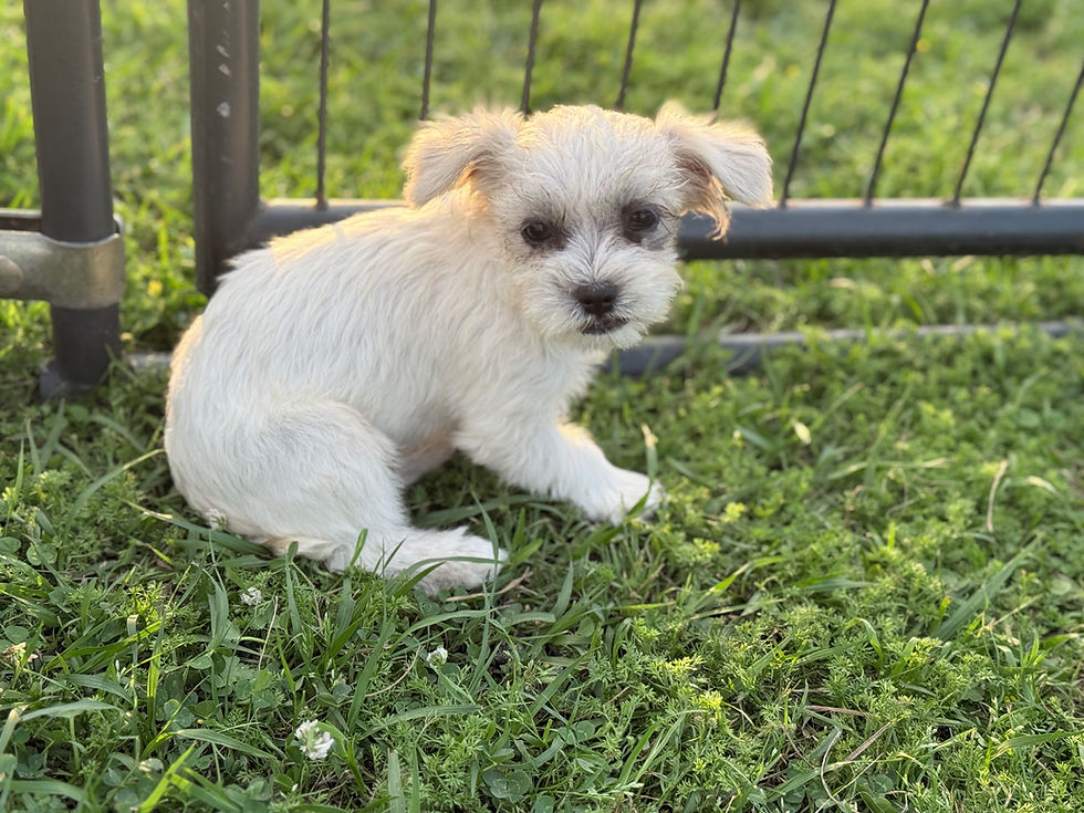 Thumbnail: Presley - Female teacup Malti•Jack