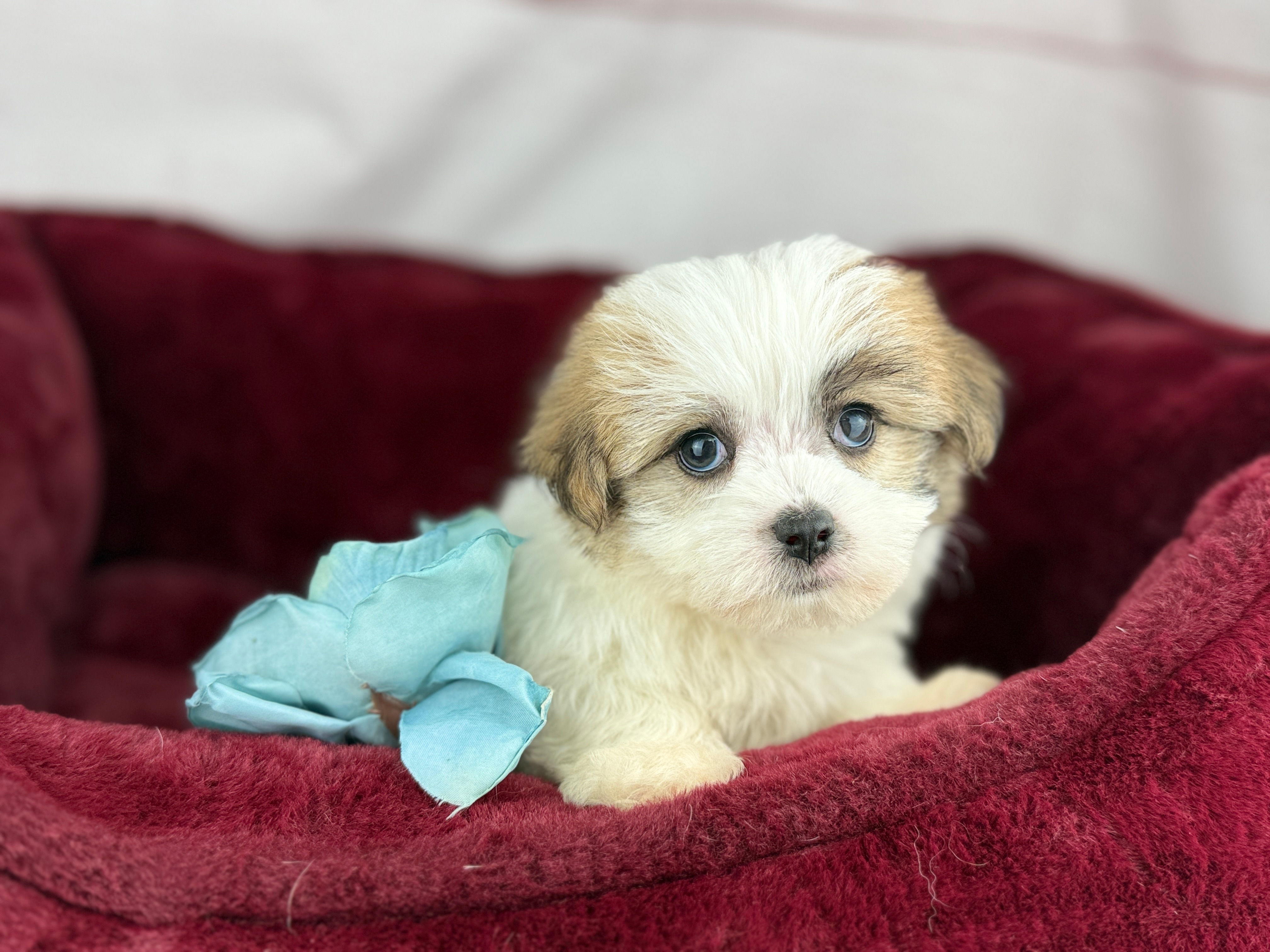 Mo - Mini Malti•Jack