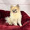 Thumbnail: Sonic - Male Teacup Pomeranian 